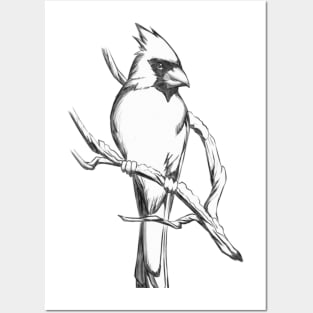 Northern Cardinal - Drawing Gift for Cardinal Lovers Posters and Art